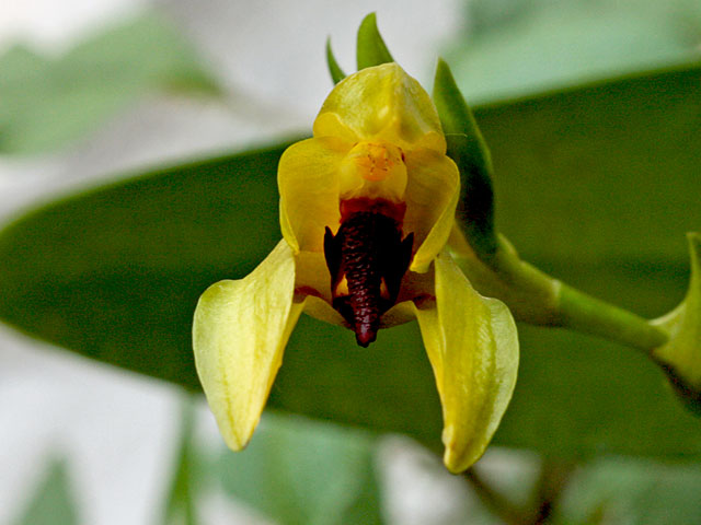 Bulbophyllum carunculatum Garay Bulbophyllum_carunculatum1.jpg