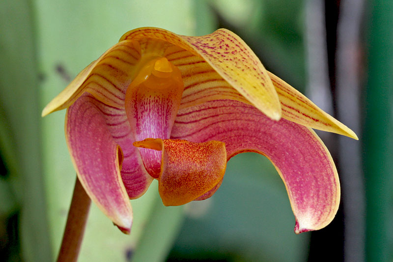 Bulbophyllum claptonense Rolfe Bulbophyllum_claptonense1.jpg