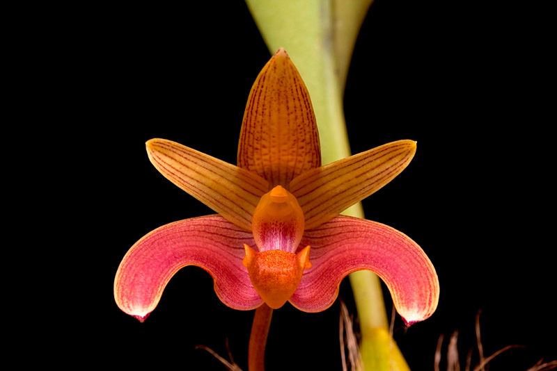 Bulbophyllum claptonense Rolfe Bulbophyllum_claptonense3.jpg