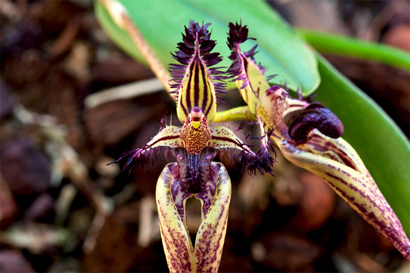 Bulbophyllum_fascinator2.jpg