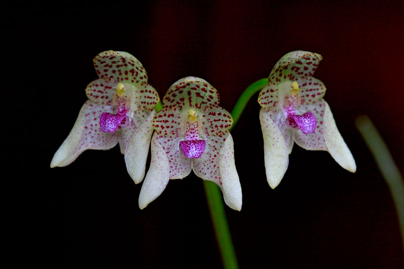 Bulbophyllum guttulatum (Hook.f.) N.P.Balakr. Bulbophyllum_guttulatum2.jpg