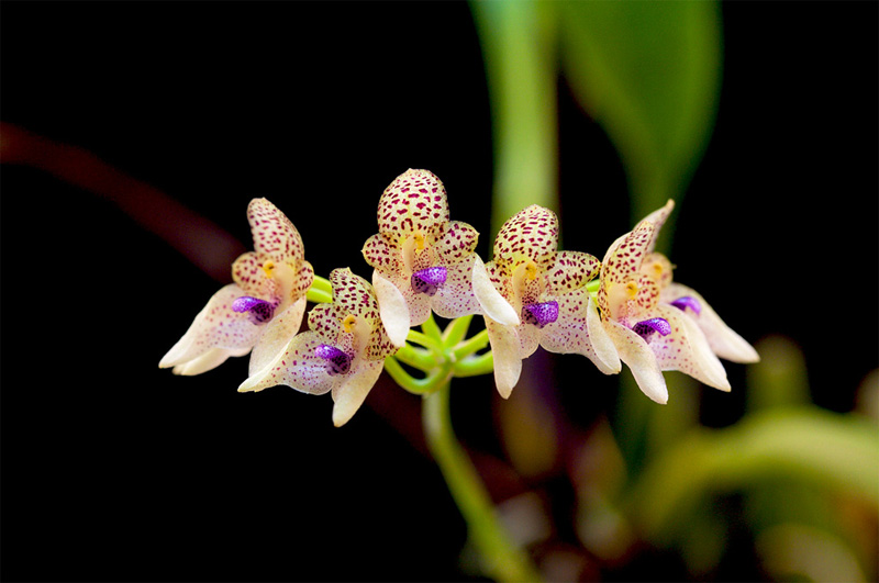 Bulbophyllum guttulatum (Hook.f.) N.P.Balakr. Bulbophyllum_guttulatum3.jpg