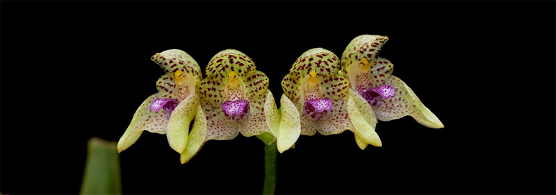 Bulbophyllum guttulatum (Hook.f.) N.P.Balakr. Bulbophyllum_guttulatum4.jpg