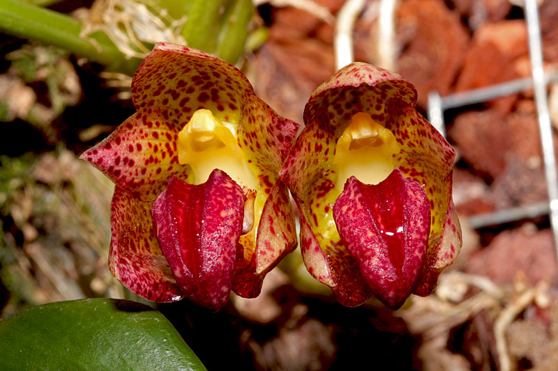Bulbophyllum leopardinum (Wall.) Lindl. ex Wall. Bulbophyllum_leopardinum1.jpg