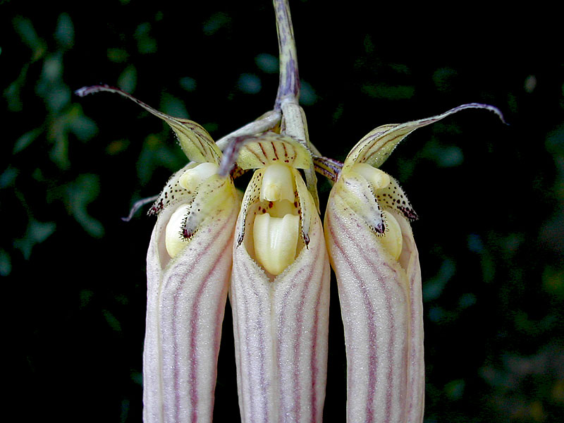 Bulbophyllum_longissimum2.jpg