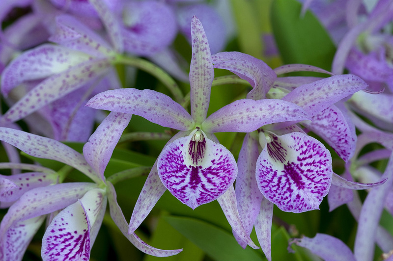 Brassanthe Maikai 'Mayumi'