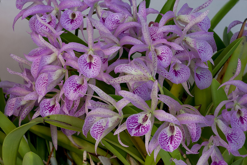 Brassanthe Maikai 'Mayumi'