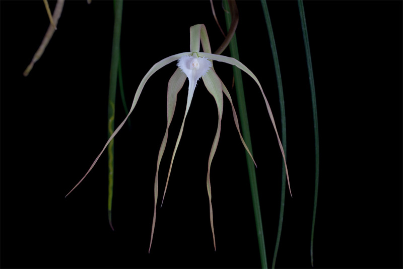 Brassavola cucullata