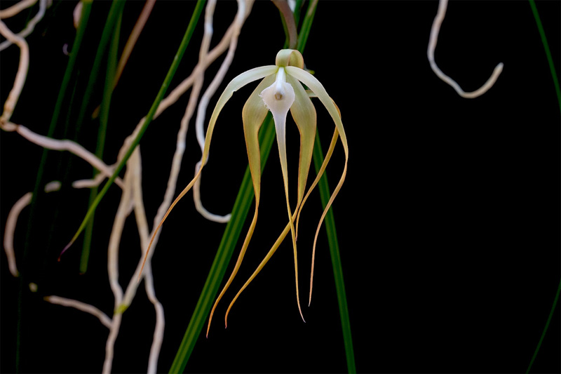 Brassavola_cucullata3.jpg