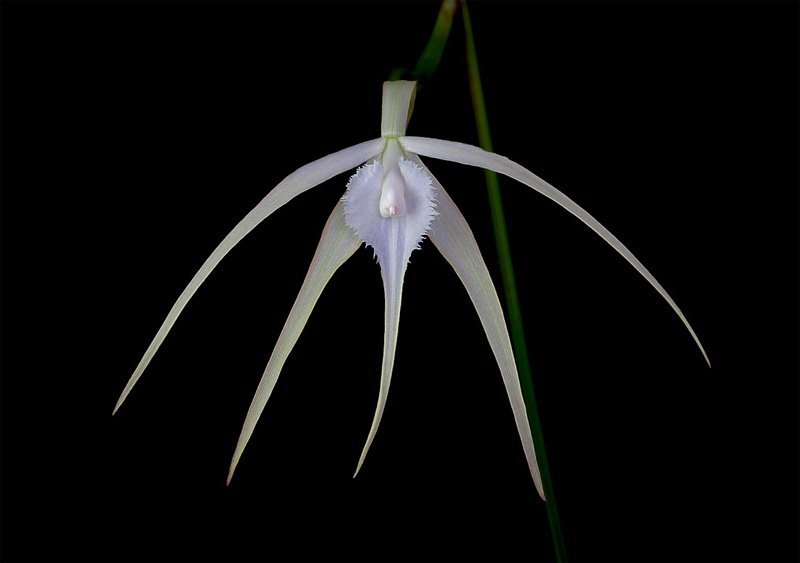 Brassavola cucullata