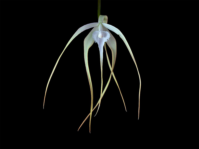 Brassavola cucullata (L.) R.Br. Brassavola_cucullata6.jpg