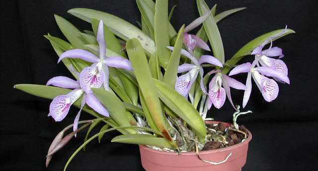 Brassocattleya_Makai1.jpg