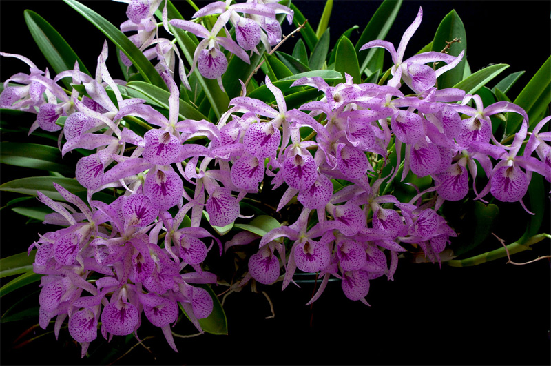 Brassocattleya_Makai10.jpg