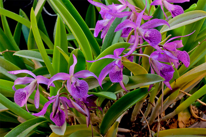 Brassocattleya Makai 'Mayumi'