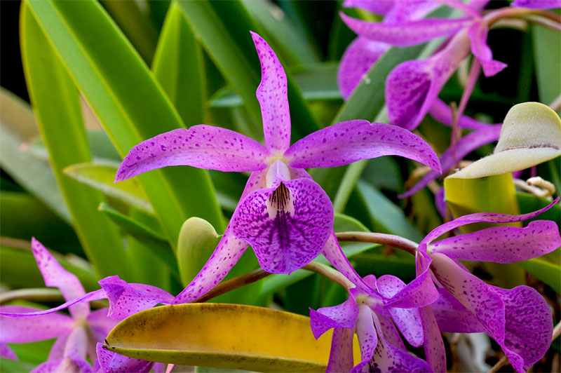 Brassocattleya Makai 'Mayumi'