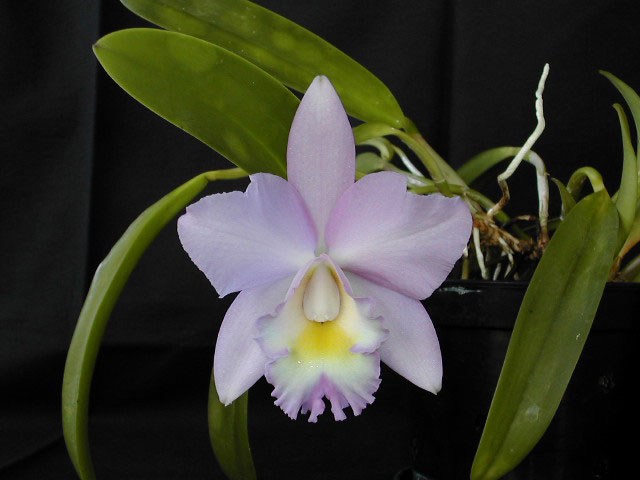 Cattleya Candy Tuft