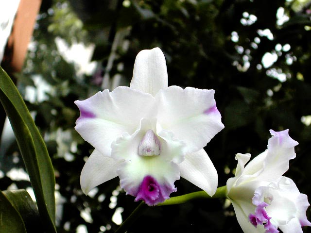 Cattleya Peggy show 'Vegas'