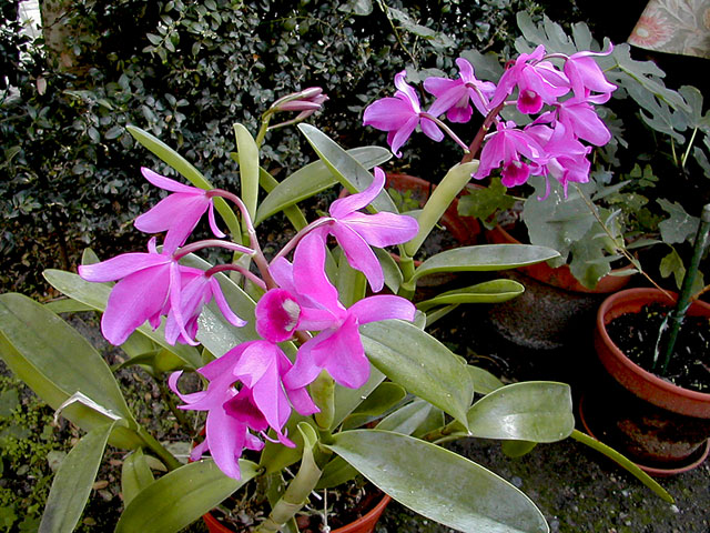 Cattleya_bowringiana1.jpg