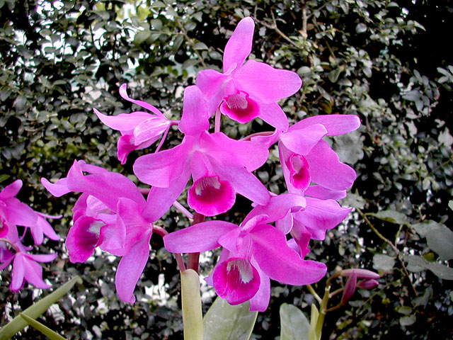 Guarianthe bowringiana