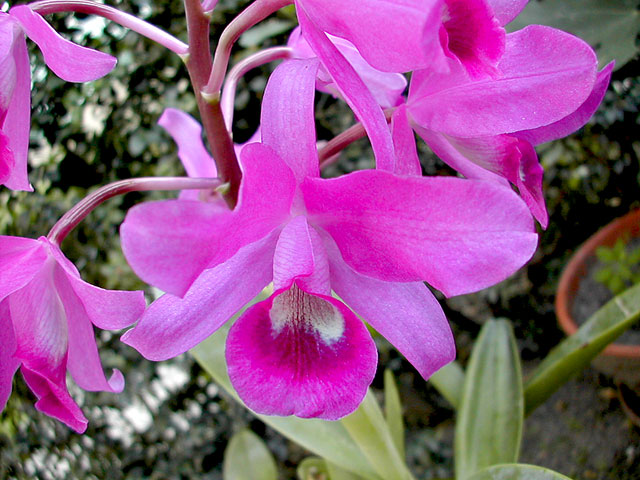 Guarianthe bowringiana