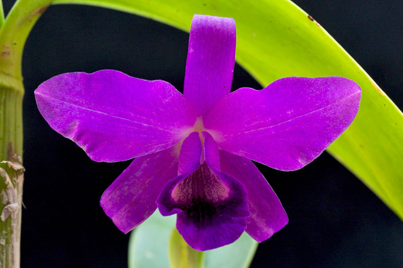 Guarianthe bowringiana