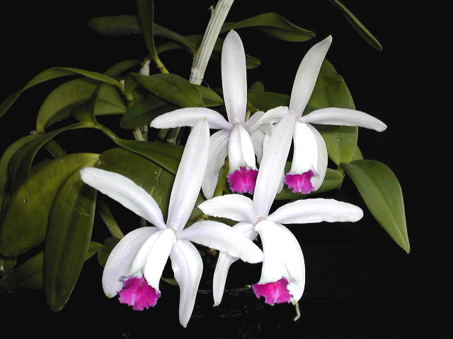 Cattleya_intermedia1.jpg