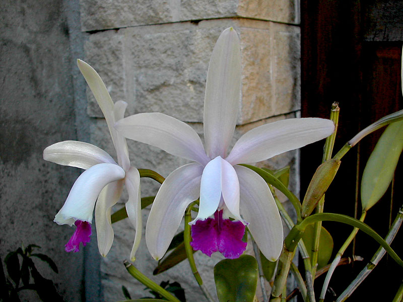 Cattleya intermedia Graham ex Hook. Cattleya_intermedia2.jpg