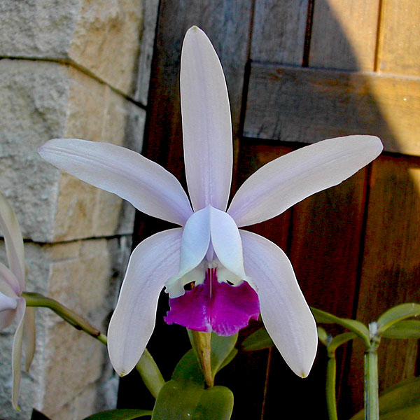 Cattleya intermedia