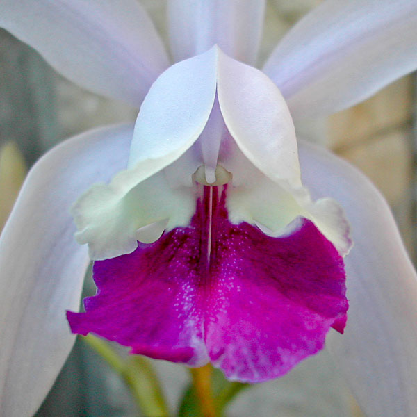 Cattleya intermedia