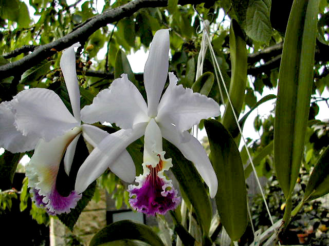 Cattleya_mendellii1.jpg