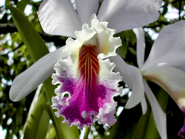 Cattleya_mendellii2.jpg