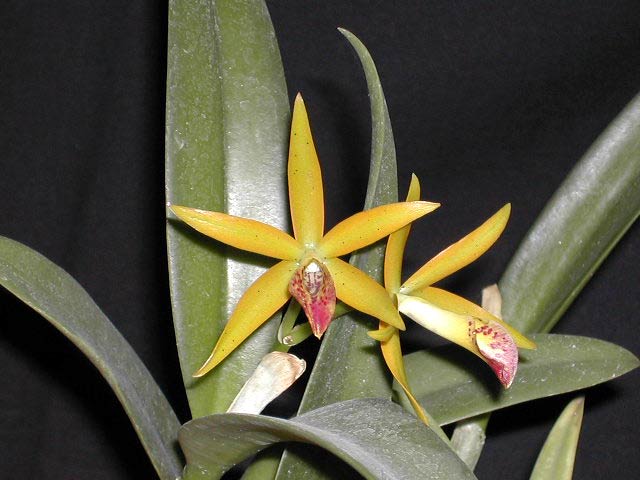 Cattleya_naonodo1.jpg