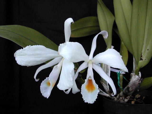 Cattleya schroederae Rchb.f. Cattleya_schroederae1.jpg