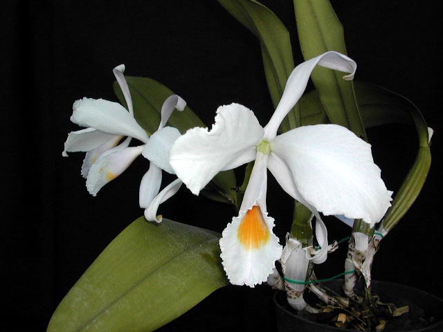 Cattleya_schroederae2.jpg