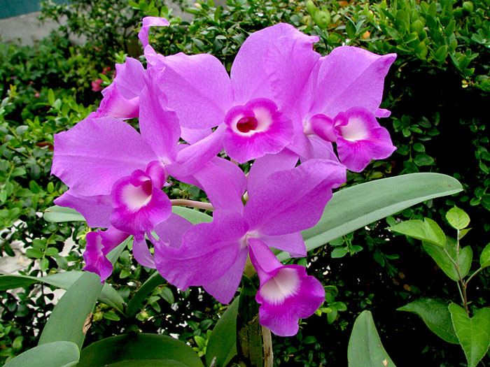 Cattleya_skinneri1.jpg