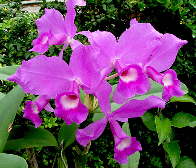 Cattleya_skinneri2.jpg