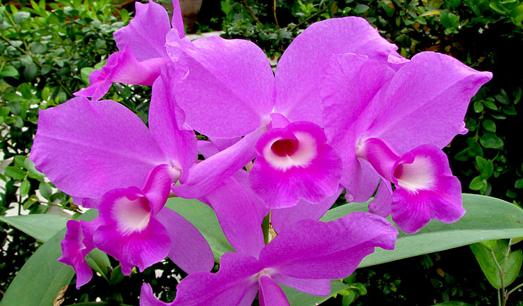 Cattleya_skinneri3.jpg