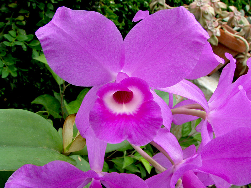 Cattleya_skinneri4.jpg