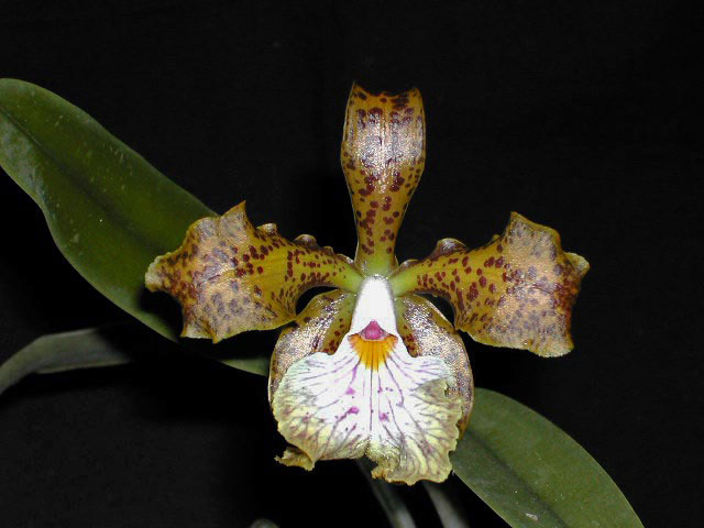 Cattleya velutina