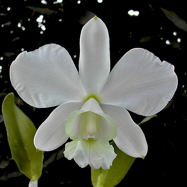 Cattleya walkeriana