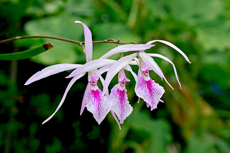 Encyclia adenocaula