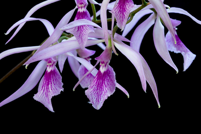 Encyclia adenocaula