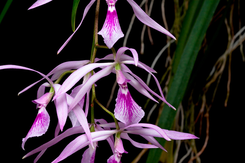 Encyclia adenocaula