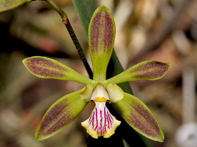 Encyclia alata (Bateman) Schltr. Encyclia_alata2.jpg