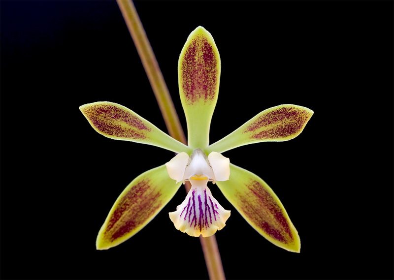 Encyclia_alata3.jpg