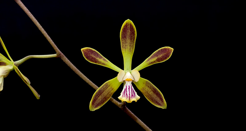 Encyclia alata (Bateman) Schltr. Encyclia_alata4.jpg