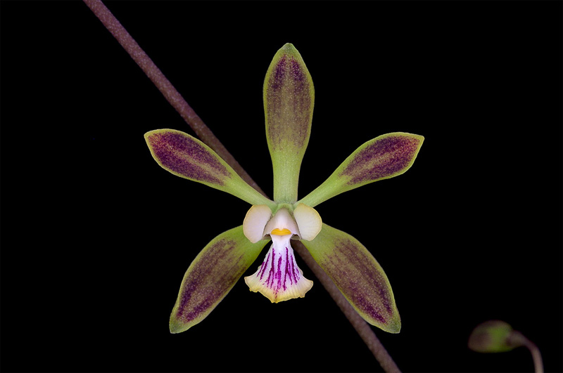 Encyclia alata