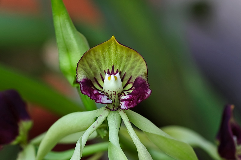 Prosthechea cochleata