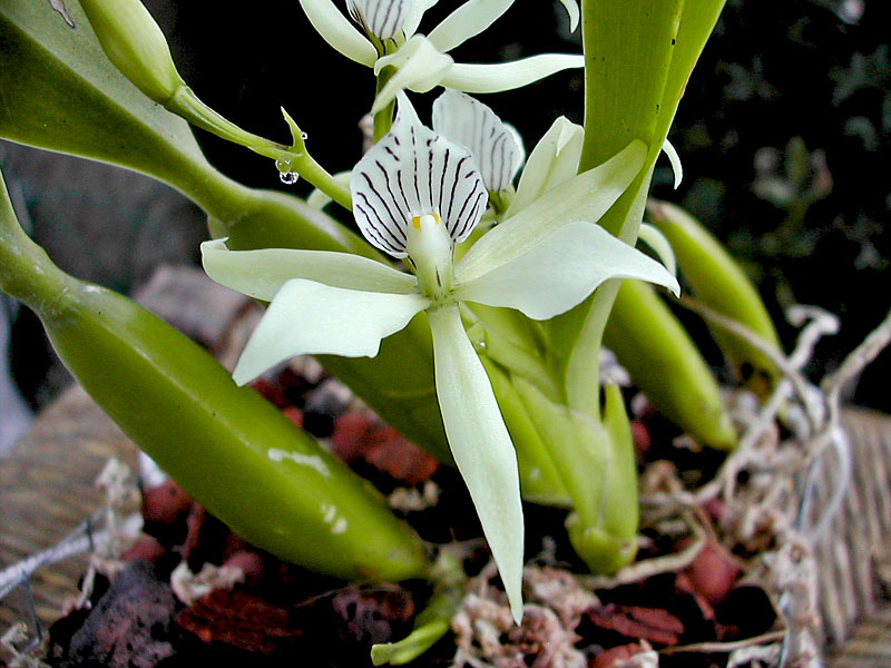 Prosthechea fragrans