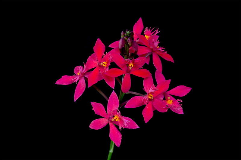 Epidendrum_ibagense1.jpg